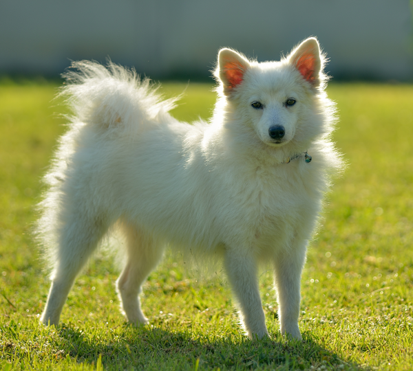 Dog in grass