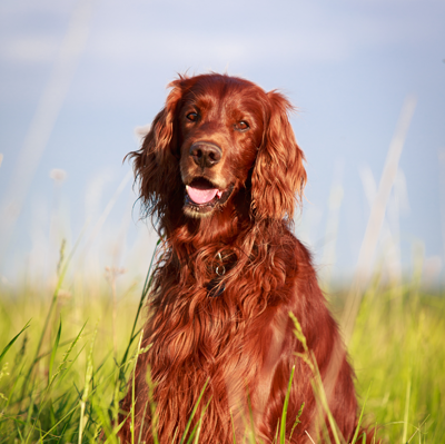 Dog in Grass