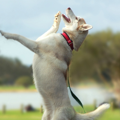 Dog Jumping in the air