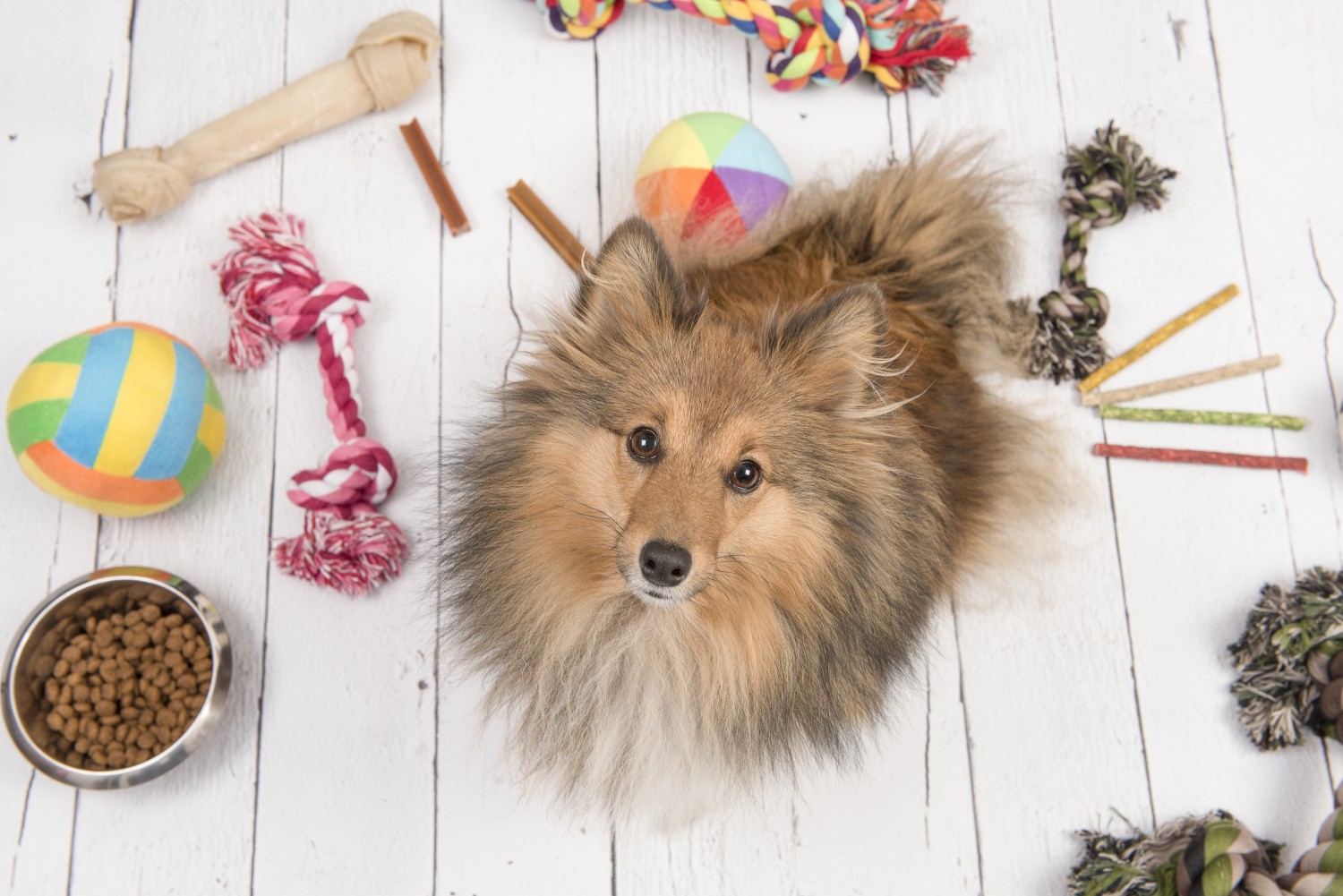 Dog Looking Up- Pet Safety
