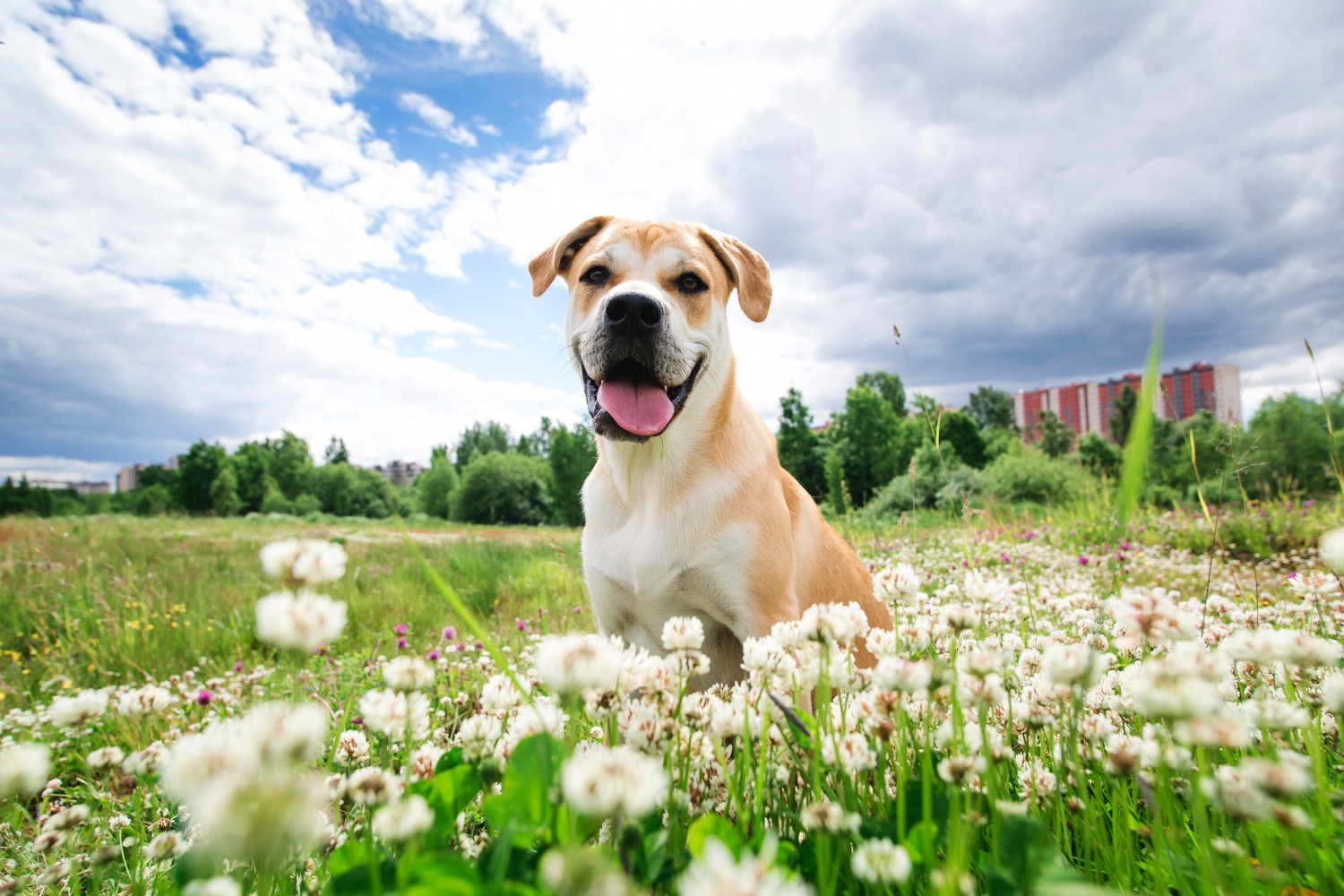 Dog sitting in field of flowers