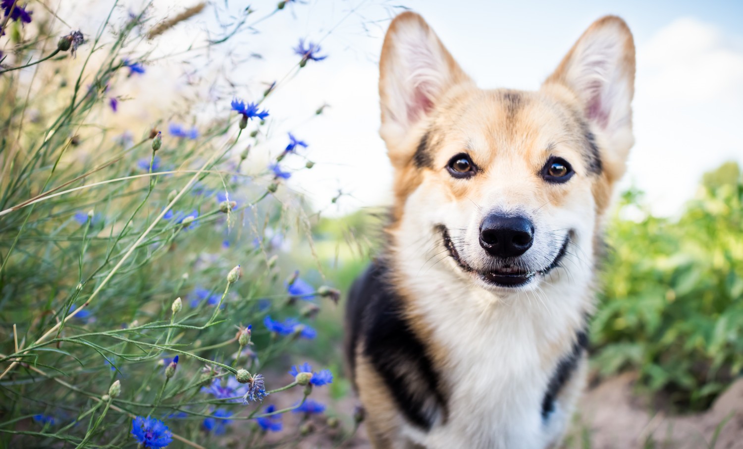 Corgi Smiling