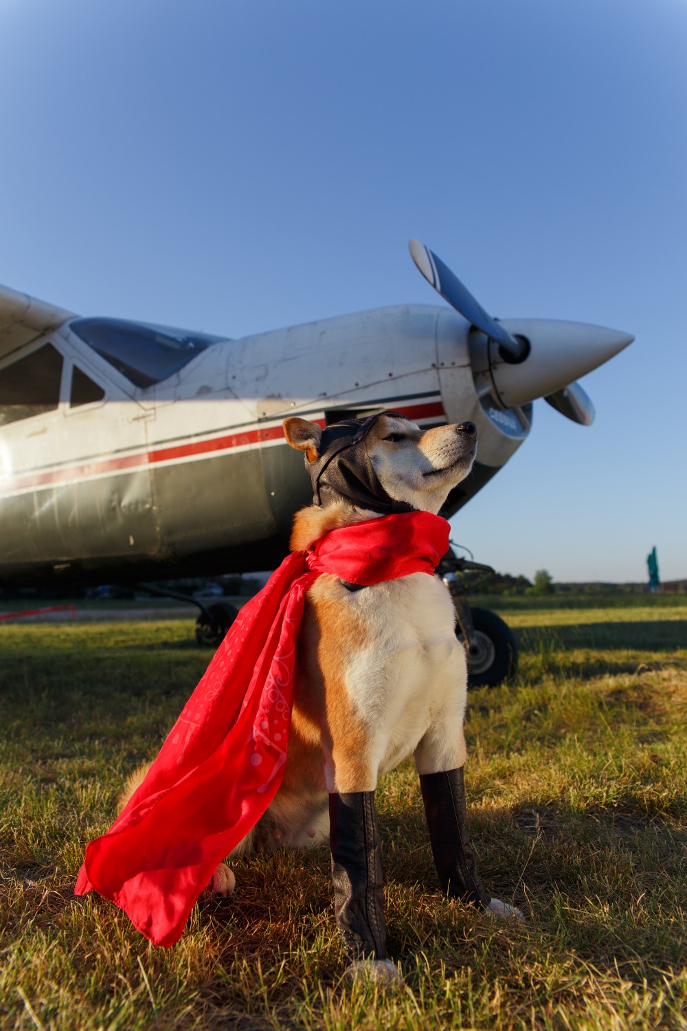 Dog with Cape