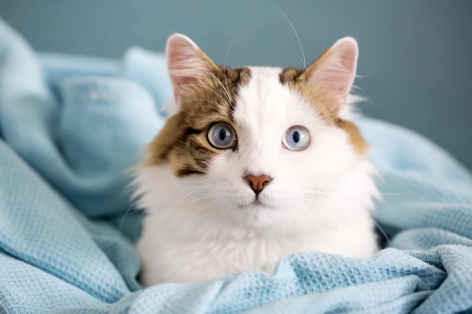 Tabby Cat- Our Services