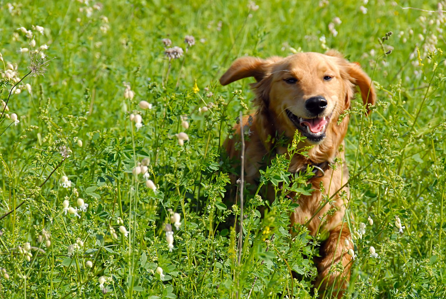 Golden Retriever running through field of flowers