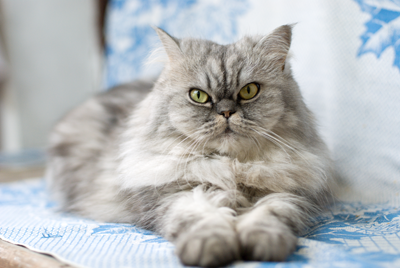 Cat on blanket