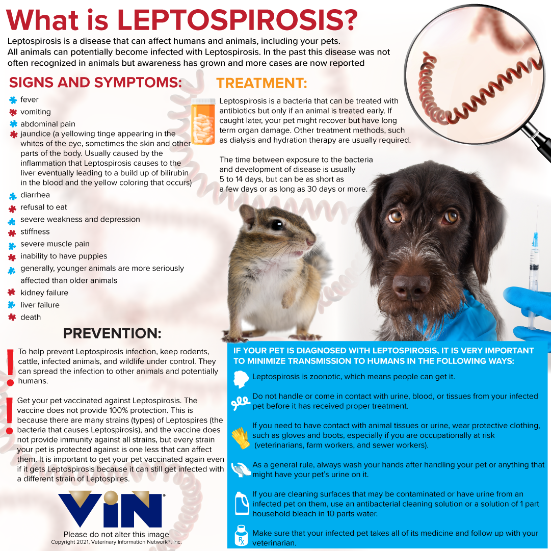 Leptospirosis Infographic