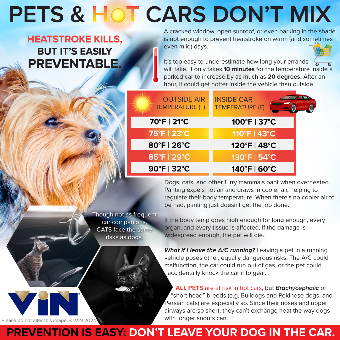 Pet Hyperthermia Infographic